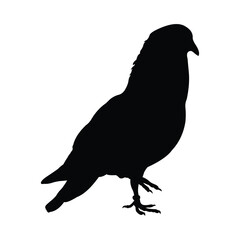pigeon silhouette vector design in black on a white background