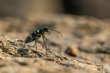 Blue-spotted tiger beetle or golden-spotted tiger beetle (Cicindela aurulenta) perching on a river rock, with natural river background