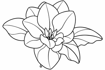 Line art of Cyclamen Flower 