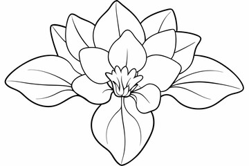 Line art of Cyclamen Flower 