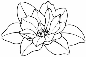 Line art of Cyclamen Flower 