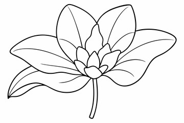 Line art of Cyclamen Flower 