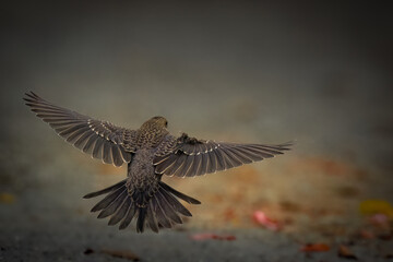 Brown headed cowbird chick on the trail