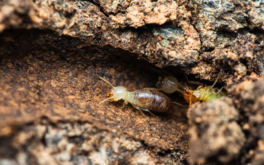 Termites walking in nest on forest floor.