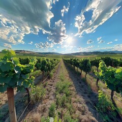 Obraz premium 3D vineyard tour with wine tasting under the summer sun