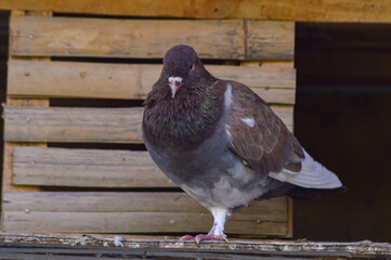 Pigeon standing in front of the cage. Pigeon looking at the camera. Pigeon with dominant brown feather pattern.