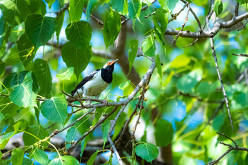 The Black-collared starling on a branch © Sarin