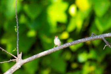 The Tailorbird on a branch in nature