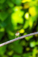 The Tailorbird on a branch in nature