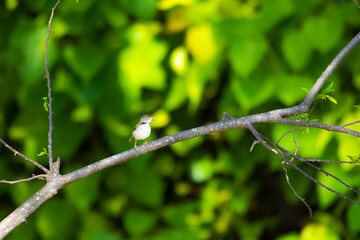 The Tailorbird on a branch in nature