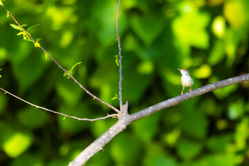 The Tailorbird on a branch in nature