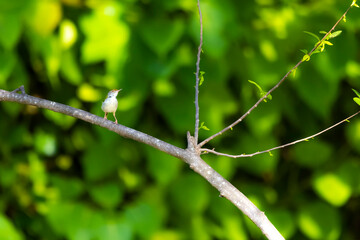 The Tailorbird on a branch in nature