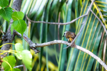 The Yellow-vented Bulbul on a branch