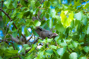 The Asian koel on the Pho tree