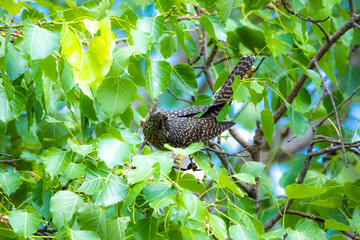 The Asian koel on the Pho tree