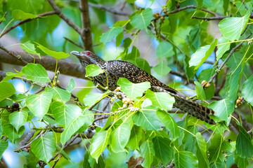Fototapeta premium The Asian koel on the Pho tree