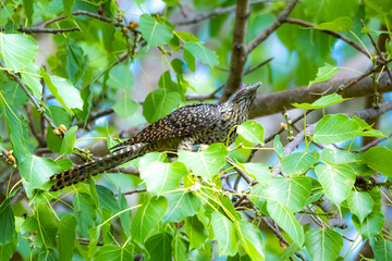 The Asian koel on the Pho tree
