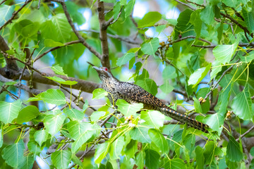 The Asian koel on the Pho tree