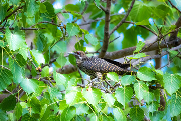 The Asian koel on the Pho tree