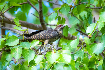The Asian koel on the Pho tree