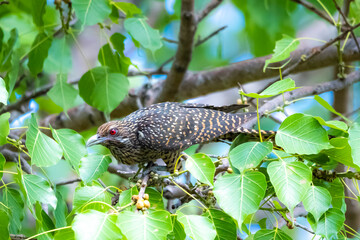The Asian koel on the Pho tree