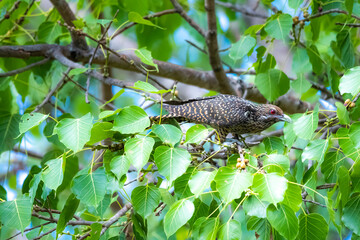 The Asian koel on the Pho tree