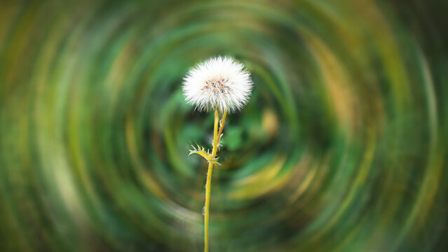 An isolated Field thistle (Cirsium arvense) flower plant blooming in a field with prickly leaves and spin blurred background in Gilgit-Baltistan, Pakistan.
