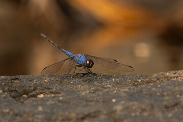 Macro shot of black stream glider or indigo dropwing (Trithemis festiva) perching on river rock, with natural bokeh background