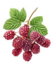 Fresh raspberry cluster with vibrant colors and green leaves, ideal for culinary or health-related themes.