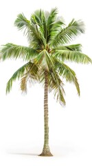 Fototapeta premium Single coconut palm tree isolated on white background