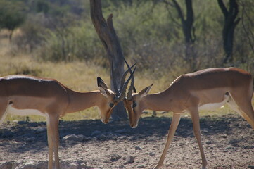 Impala in the wild