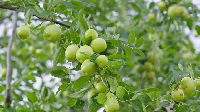 green jujube fruit grows on the jujube tree