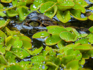 rain in the rainforest