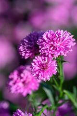 Obraz premium Purple Aster flower that blooms beautifully in a garden.