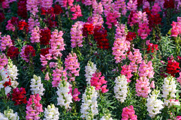 Antirrhinum majus dragon flower also known as Snap Dragons is blooming in the garden.