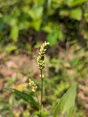 Close Up of a Knotweed Plant With White Flowers in a Natural Setting