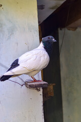 A dove perched on a wooden board. A dove with beautiful feather patterns.