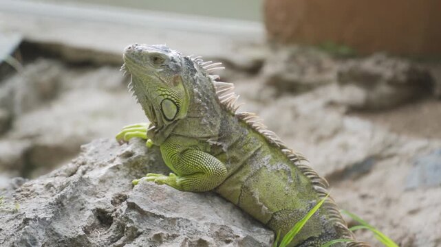 Green iguana lying on a stone while stretching its neck and looking at the horizon in its habitat. Video for World Animal Day.
