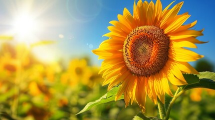 Fototapeta premium The sun provides essential energy for photosynthesis, supporting all plant life