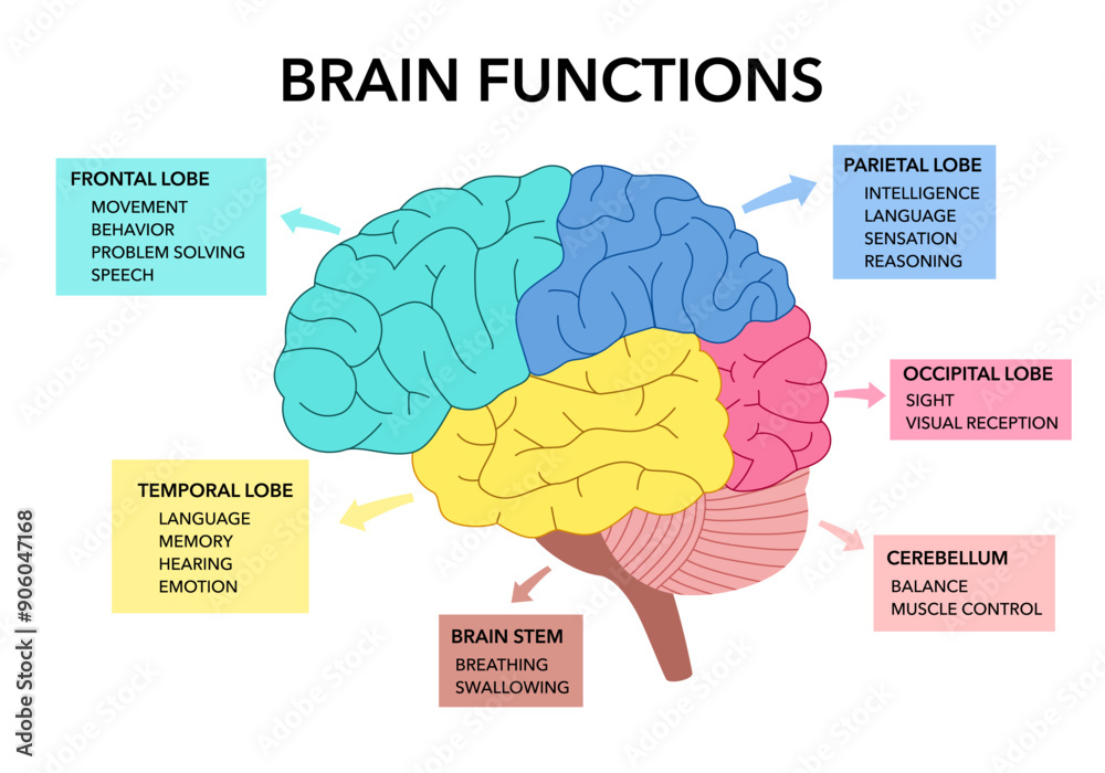 Wall mural brain sections and organ part functions in labeled anatomical outline diagram. medical biological ex