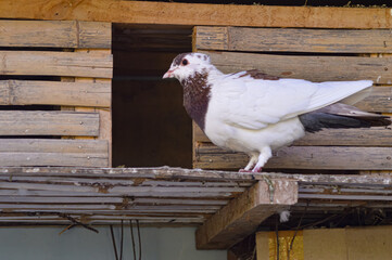 A dove perched in its house. A dove with brown and white patterns.