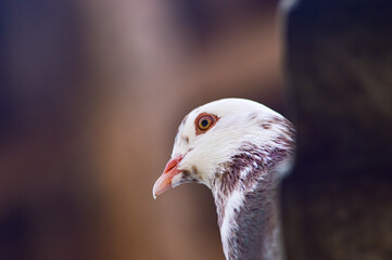 Brown and white patterned pigeon. Photo only the head is visible.