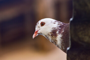 Brown and white patterned pigeon. Photo only the head is visible.