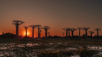 Fantastic sunset landscape. Silhouettes of tall baobabs with bizarre compact crowns against the...