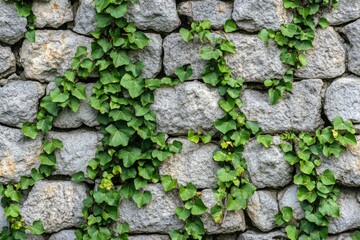 Stone wall covered in vines, cut out, ai