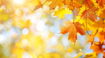 Fototapeta premium Vivid autumn sunlight filtering through vibrant maple leaves on a crisp fall day