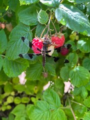 dragonfly on a flower