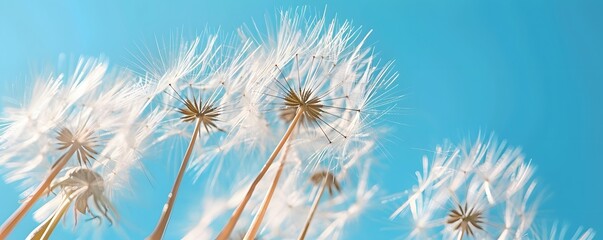 Obraz premium dandelion, flower, sky, nature, plant, blue, summer, seed, wind, spring, white, fluffy, stem, flora, green, blowing, seeds, flowers, macro, weed, blow, beauty, blowball, flying, season