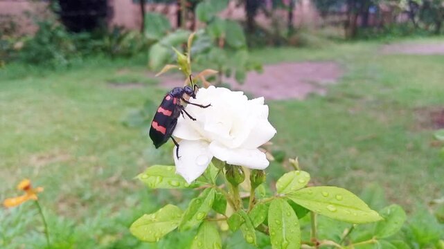 Experience nature up close with our video of a mylabris beetle on a white flower. Watch as the beetle&rsquo;s vibrant colors and detailed wings contrast beautifully with the delicate petals, showcasing the 