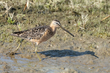 Long billed dowitcher in the wet land